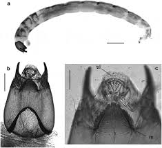 Attēlu rezultāti vaicājumam “Cricotopus male”