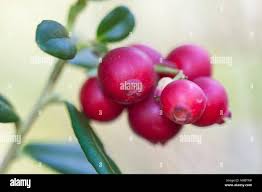 Attēlu rezultāti vaicājumam “Vaccinium vitis-idaea fruit”