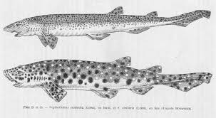 Image result for Scyliorhinus stellaris