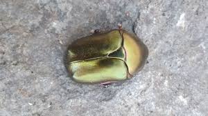 Attēlu rezultāti vaicājumam “Potosia cuprea”