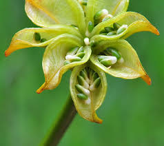 Attēlu rezultāti vaicājumam “Caltha palustris fruit”