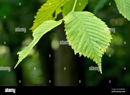 Attēlu rezultāti vaicājumam “Ulmus glabra leaf”