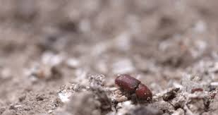 Attēlu rezultāti vaicājumam “Hylastes sp.”