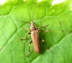 Attēlu rezultāti vaicājumam “Cantharis figurata”