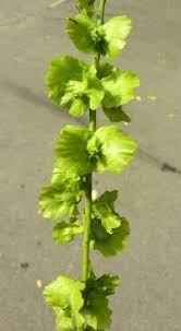 Attēlu rezultāti vaicājumam “Pterocarya fraxinifolia leaf”