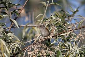 Attēlu rezultāti vaicājumam “Prunella modularis adult”