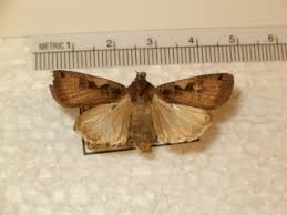 Attēlu rezultāti vaicājumam “Xestia c-nigrum”