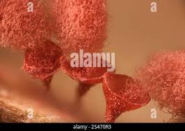 Attēlu rezultāti vaicājumam “Arcyria imperialis macro”