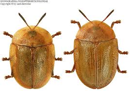 Attēlu rezultāti vaicājumam “Cassida”