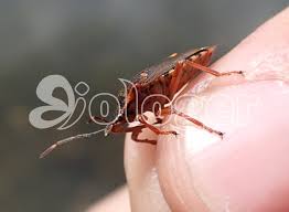 Attēlu rezultāti vaicājumam “Pinthaeus sanguinipes”