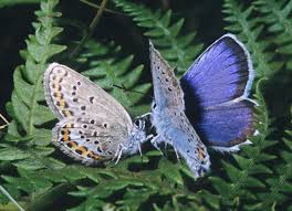 Attēlu rezultāti vaicājumam “Plebejus argus / Plebejus idas”