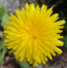 Attēlu rezultāti vaicājumam “Hypochaeris maculata flower”