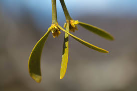 Attēlu rezultāti vaicājumam “Viscum album female flower”