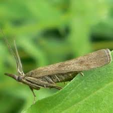 Attēlu rezultāti vaicājumam “Hypochalcia ahenella”