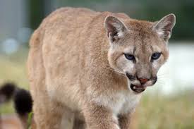 Image result for Craigmount Cougars