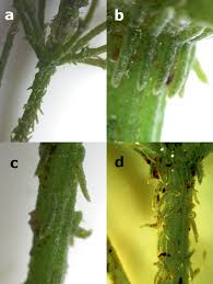 Attēlu rezultāti vaicājumam “Chara intermedia male”