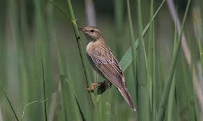 Image result for Locustella certhiola