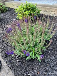 Attēlu rezultāti vaicājumam “Salvia nemorosa flower”