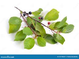 Attēlu rezultāti vaicājumam “Frangula alnus”