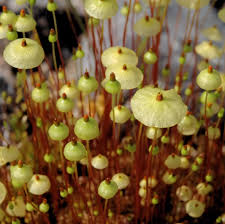 Attēlu rezultāti vaicājumam “Splachnum ampullaceum”