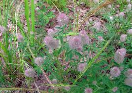 Attēlu rezultāti vaicājumam “Trifolium arvense”