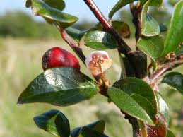 Attēlu rezultāti vaicājumam “Cotoneaster divaricatus”