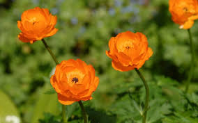 Image result for Trollblume