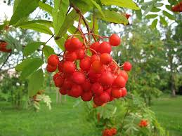Attēlu rezultāti vaicājumam “Sorbus aucuparia fruit”