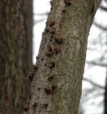 Attēlu rezultāti vaicājumam “Encoelia furfuracea”