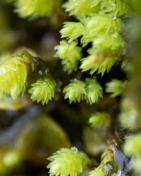 Attēlu rezultāti vaicājumam “Pohlia wahlenbergii macro”