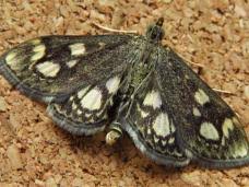 Attēlu rezultāti vaicājumam “Anania stachydalis”