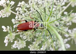 Attēlu rezultāti vaicājumam “Leptura rubra female”
