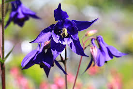 Image result for Aquilegia vulgaris