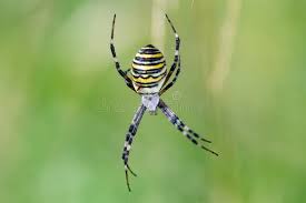 Attēlu rezultāti vaicājumam “Argiope bruennichi”