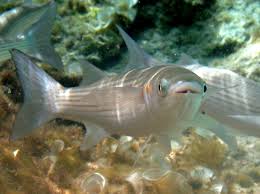 Image result for Liza aurata