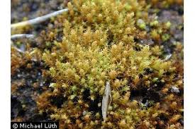 Attēlu rezultāti vaicājumam “Didymodon rigidulus sporophyte”