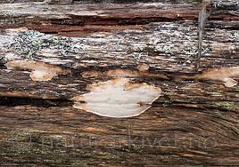 Attēlu rezultāti vaicājumam “Antrodia pulvinascens”