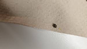 Attēlu rezultāti vaicājumam “Coccinula quatuordecimpustulata”