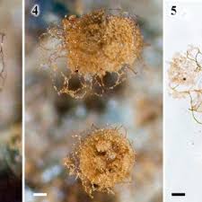 Attēlu rezultāti vaicājumam “Cribraria rubiginosa spores”
