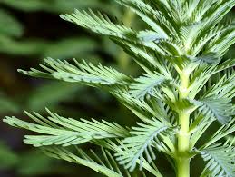Attēlu rezultāti vaicājumam “Myriophyllum alterniflorum leaf”