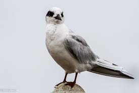 Image result for Sterna forsteri