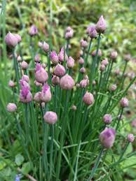 Attēlu rezultāti vaicājumam “Allium schoenoprasum bud”