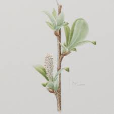Attēlu rezultāti vaicājumam “Salix myrsinifolia female flower”