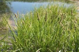 Attēlu rezultāti vaicājumam “Carex vulpina”