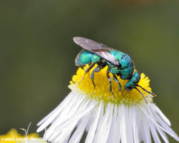 Attēlu rezultāti vaicājumam “Chrysididae”