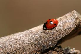 Attēlu rezultāti vaicājumam “Coccinella quinquepunctata”