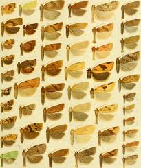 Attēlu rezultāti vaicājumam “Aphelia viburniana”