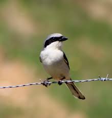 Attēlu rezultāti vaicājumam “Laniidae”