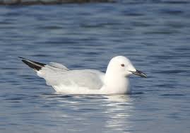 Image result for Chroicocephalus genei