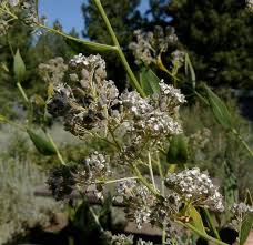 Attēlu rezultāti vaicājumam “Lepidium latifolium flower”
